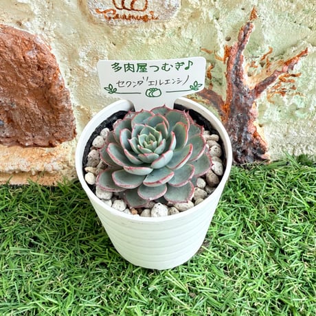 じゅにの多肉屋様 GAI-W80AW じゅにの多肉屋様 GAI-W80AW