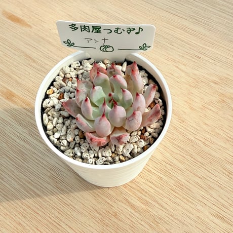 じゅにの多肉屋様　GAI-W80AW じゅにの多肉屋様 GAI-W80AW じゅにの多肉屋様 GAI-W80AW