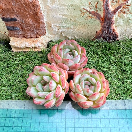 じゅにの多肉屋様　GAI-W80AW じゅにの多肉屋様 GAI-W80AW