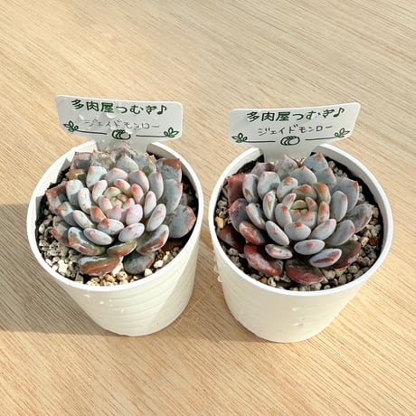 多肉屋つむぎ