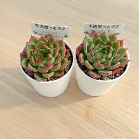 多肉屋つむぎ