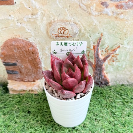 じゅにの多肉屋様　GAI-W80AW じゅにの多肉屋様 GAI-W80AW じゅにの多肉屋様 GAI-W80AW