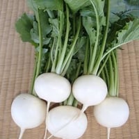 自然農法のタネ　白の宝石