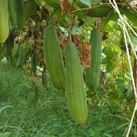 有機種子  太ヘチマ