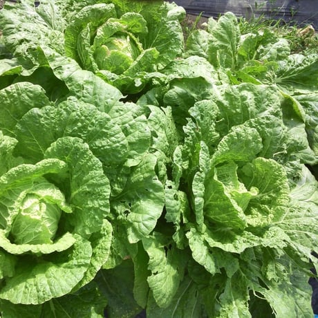 Gセット　家庭菜園向き有機苗　「葉菜類」秋のアブラナ科野菜プラグ苗