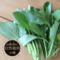 有機種子　小松菜