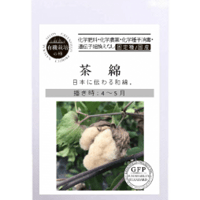 有機種子　和綿（わめん）/茶綿