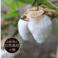 有機種子　和綿（わめん）/大島在来