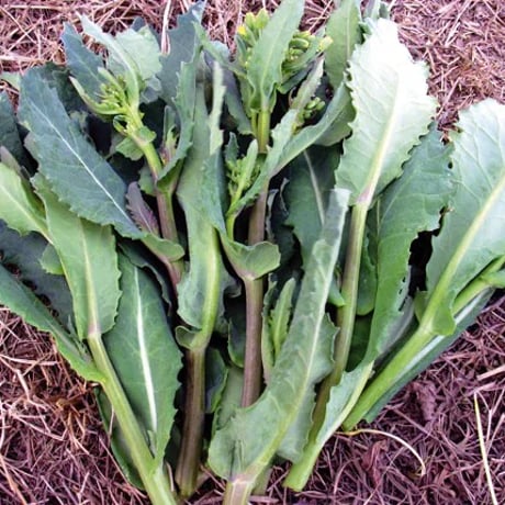 Gセット　家庭菜園向き有機苗　「葉菜類」秋のアブラナ科野菜プラグ苗