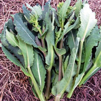 自然農法のタネ　川島かき菜