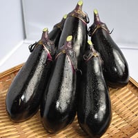 自然農法のタネ　 なす　黒小町