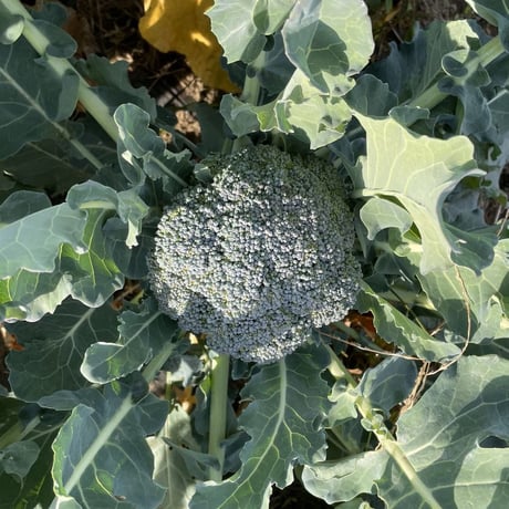 Gセット　家庭菜園向き有機苗　「葉菜類」秋のアブラナ科野菜プラグ苗