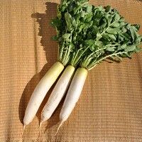 自然農法のタネ　ふじ宮重