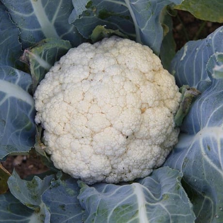 Gセット　家庭菜園向き有機苗　「葉菜類」秋のアブラナ科野菜プラグ苗