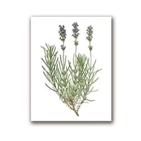 アートポスター 植物・花シリーズ ラベンダー デザインNO-1