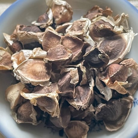 モリンガの種　50g