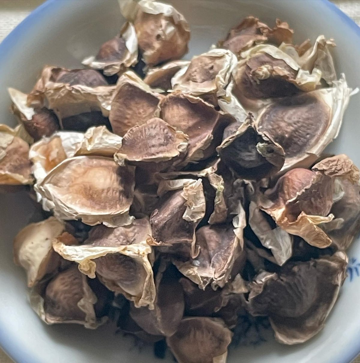モリンガの種 50g | Aoneys モリンガの種 50g | Aoneys