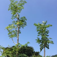 モリンガリーフティー　25g