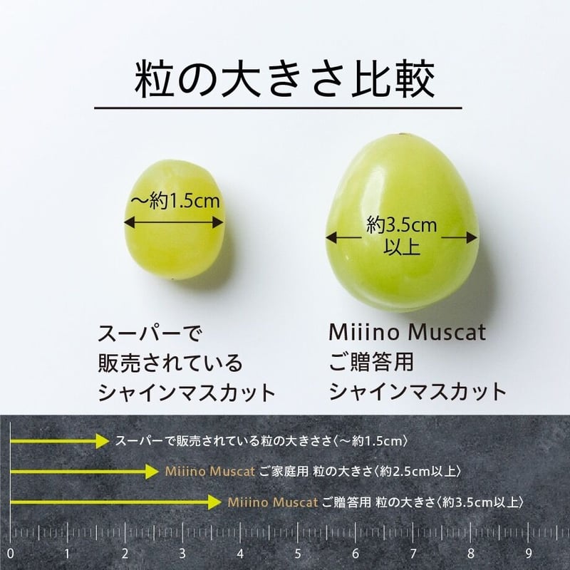 MiiinoMuscat 2房 【1房約800g以上】 | MINOKAMI Verger