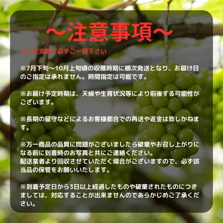 MiiinoMuscat　1房　【1房約800ｇ以上】