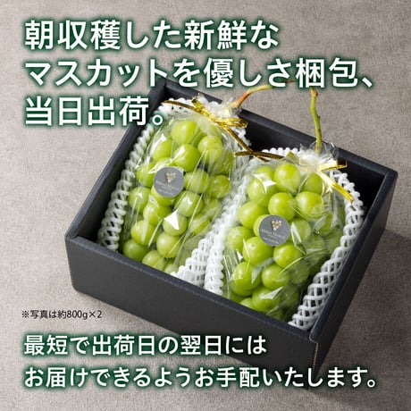 【数量限定】 MiiinoMuscatPremium　1房　【1房900ｇ～1.2㎏】