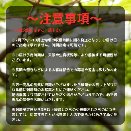 MiiinoMuscat　4房　【1房約800ｇ以上】