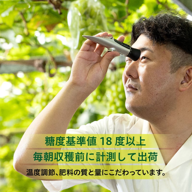 シャインマスカット 4房 【1房約800g以上】 | MINOKAMI Verger