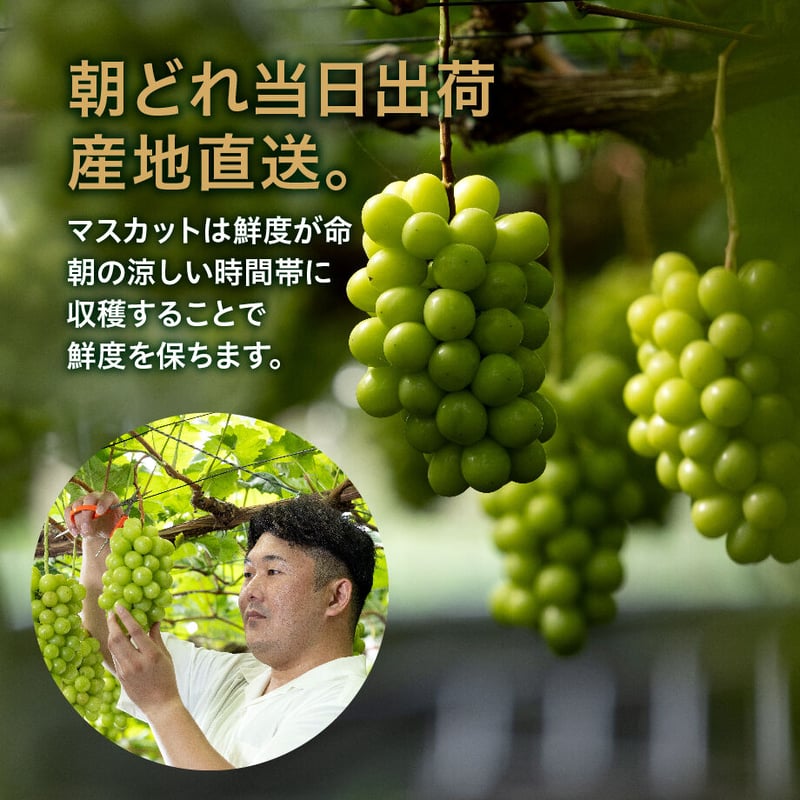 シャインマスカット 2房 【1房約800g以上】 | MINOKAMI Verger