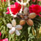 DESERT FLOWER (white)