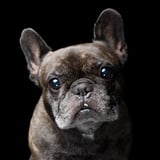 Dog Portrait Factory のご予約ショップ