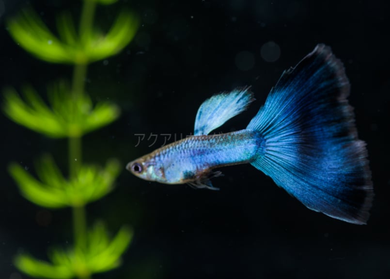 グッピー　10✖️2 NO.1 GUPPY | 伊豆グッピーファーム