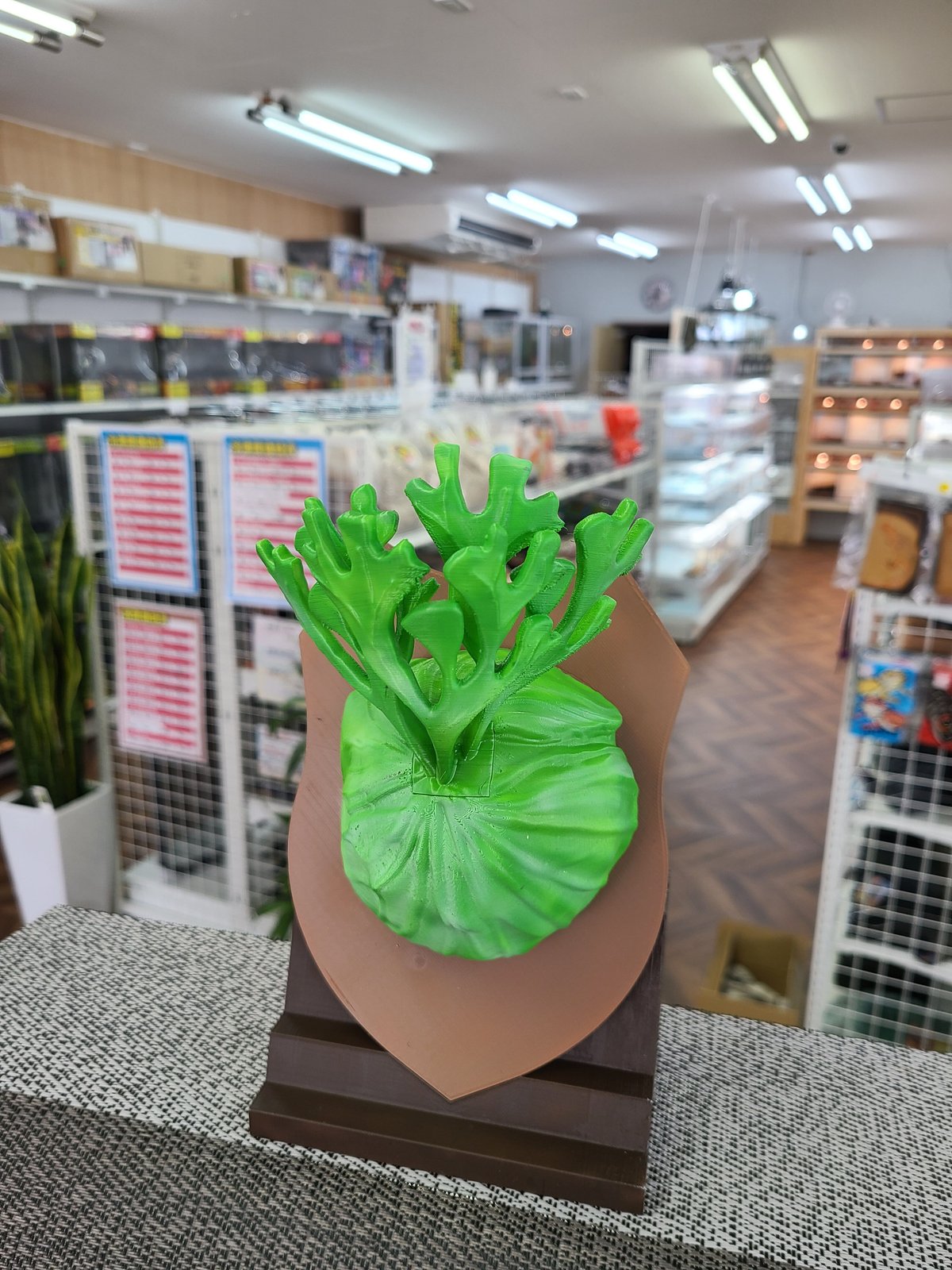 ビカクシカ　フィギュア fit=scale-down,w=1200