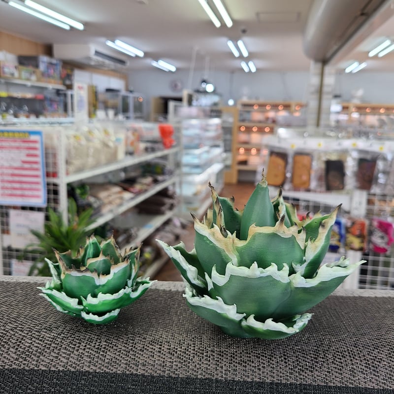 アガベフィギュア チタノタ Sサイズ | NATURE'S STORE
