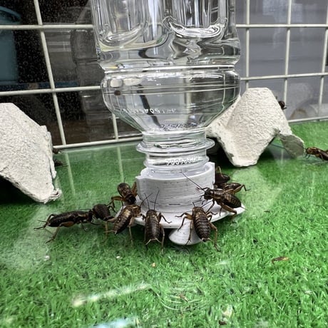 コオロギ給水器