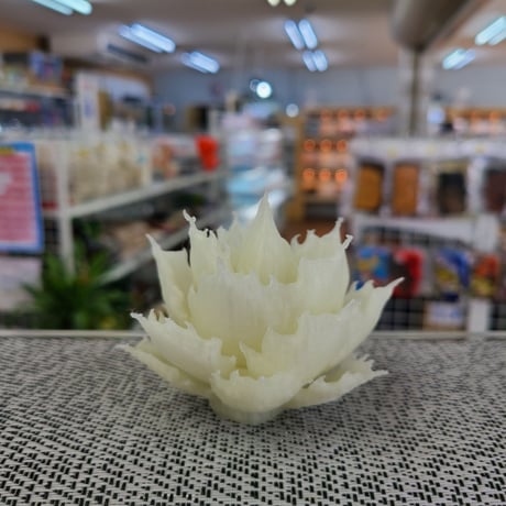 CATEGORY フィギュア | NATURE'S STORE