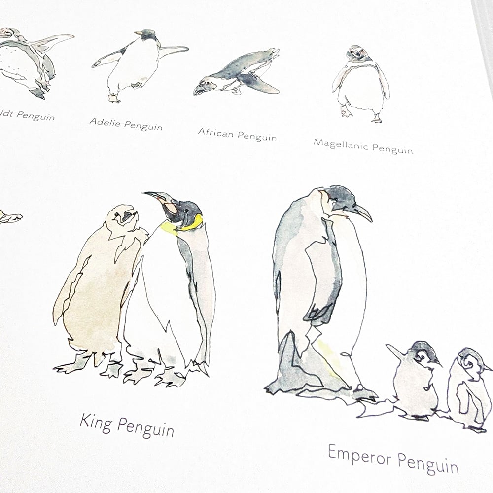 218-02 ペンギン全種類背の順ポスター【minaco sakamoto】