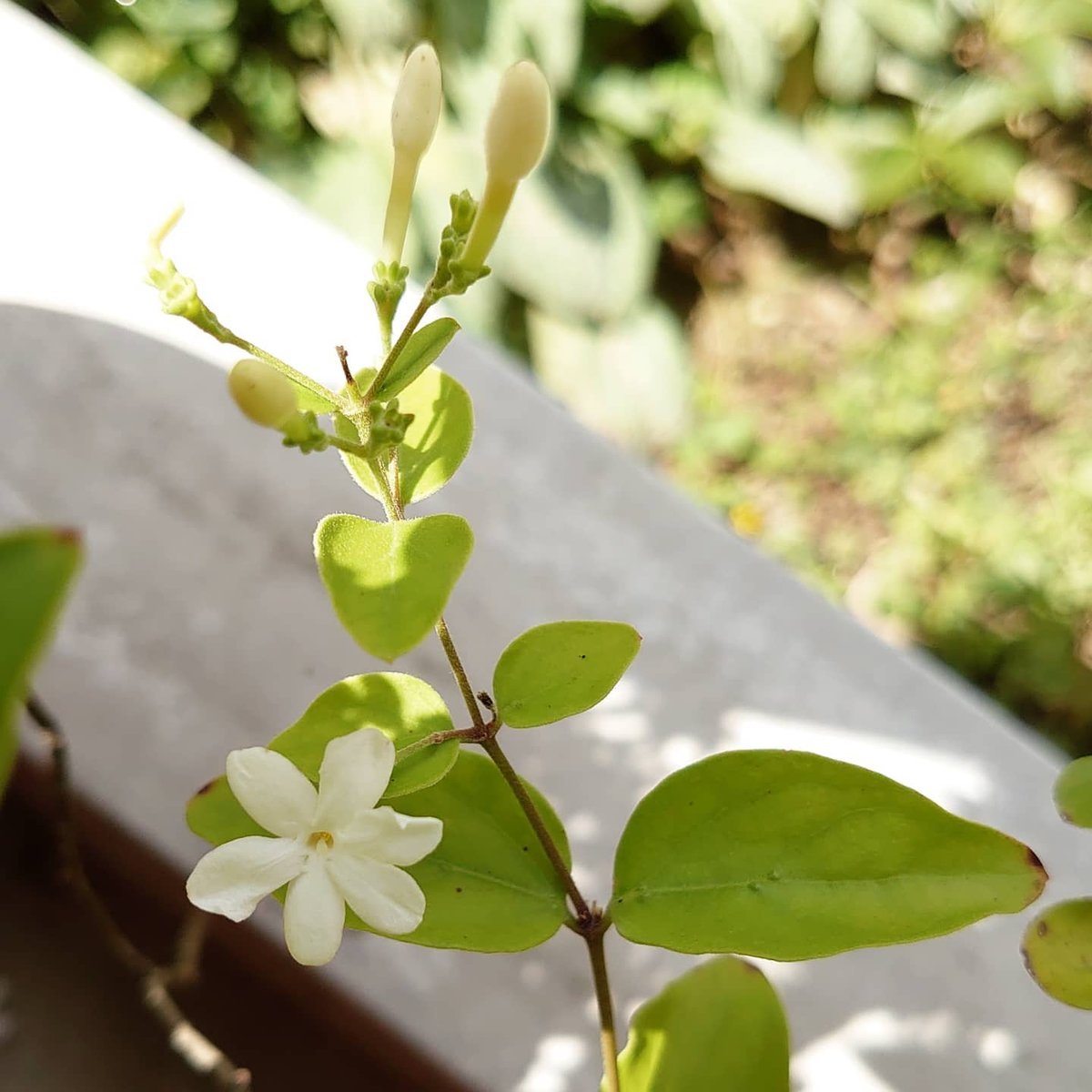 ジャスミン サントリー 伊右衛門 贅沢ジャスミン 600ml×24本が4,158円 通販