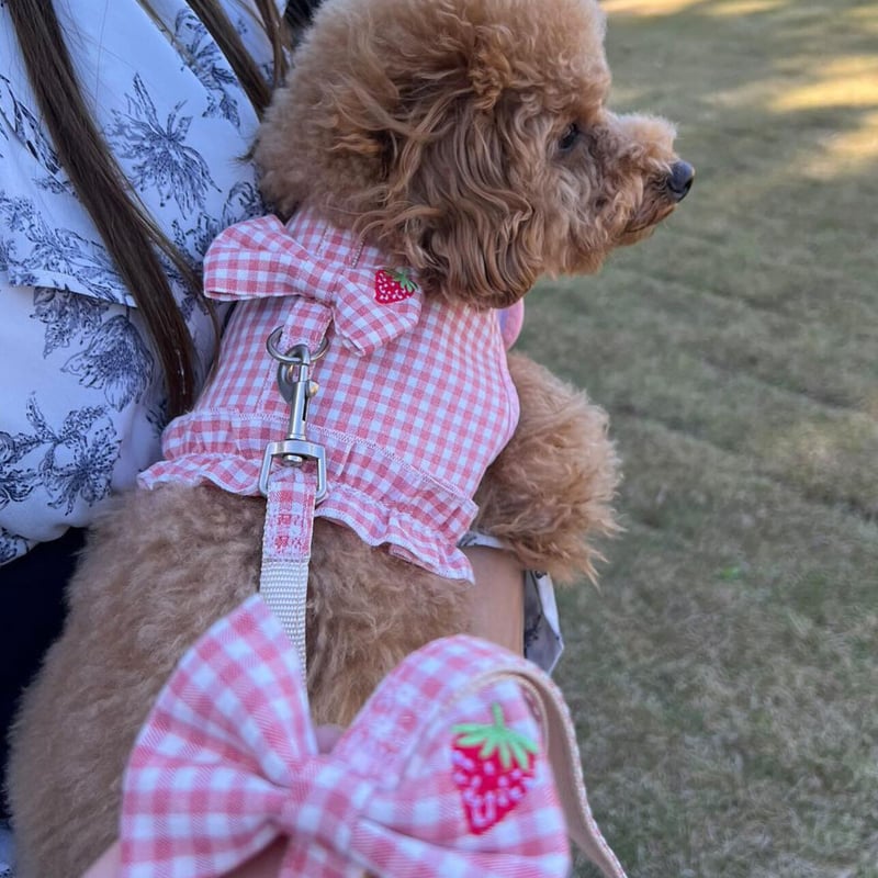 いちごギンガムチェックハーネス・リード付 | DAISY TRUNK TOKYO