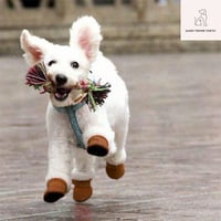 冬用ドッグシューズ
