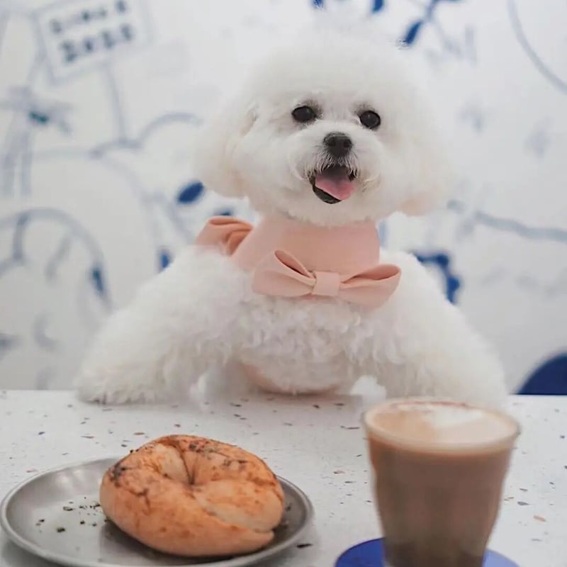 リボンハーネス・リード付 | DAISY TRUNK TOKYO