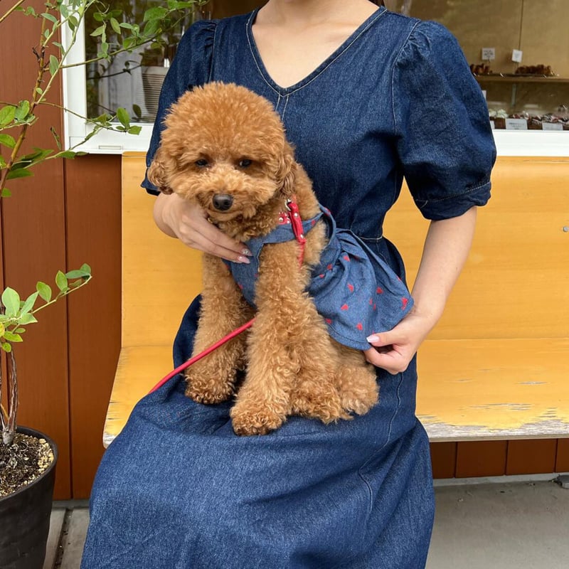 デニム風サロペットスカート | DAISY TRUNK TOKYO