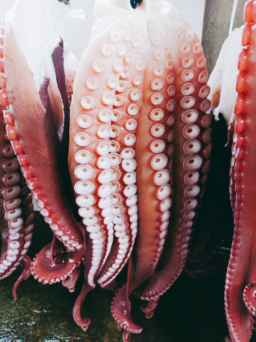 サーモン半身 タコ足２ｋ み サーモン半身 タコ足2k み サーモン半身 タコ足2k み サーモン