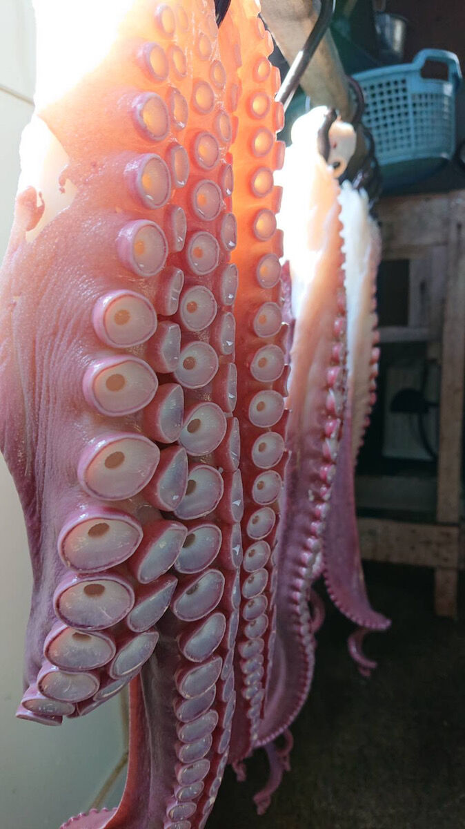 サーモン半身 タコ足２ｋ み 冷凍商品※タコ足ミニサイズ(400g〜500g未満) | 土井漁業部