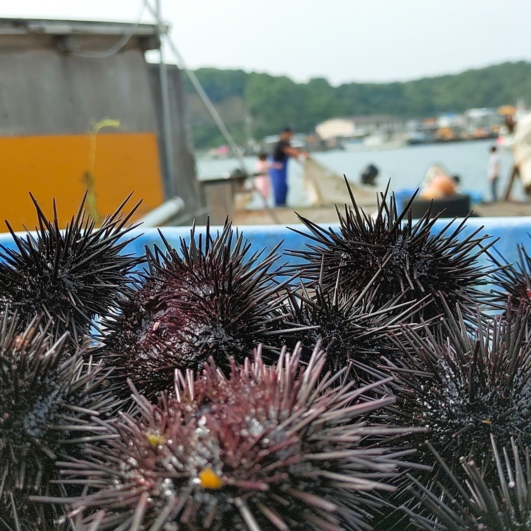 単品、別発送用※2025年5月末順次発送※塩水ウニ 100g