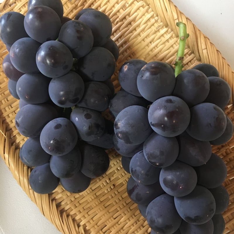 たねなし ふじみのり5房 | ぶどうのフジワラファーム