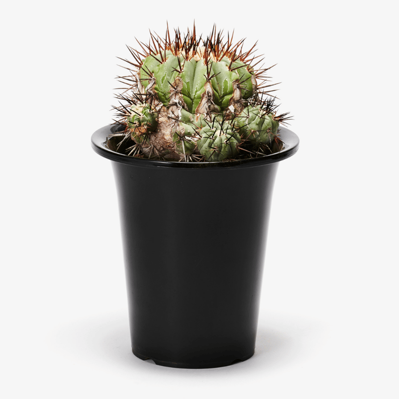 ⑥コピアポア シネレア 黒王丸 現地球カキコ 【公式通販】