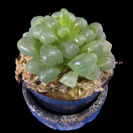 STORES ハオルチアの検索結果