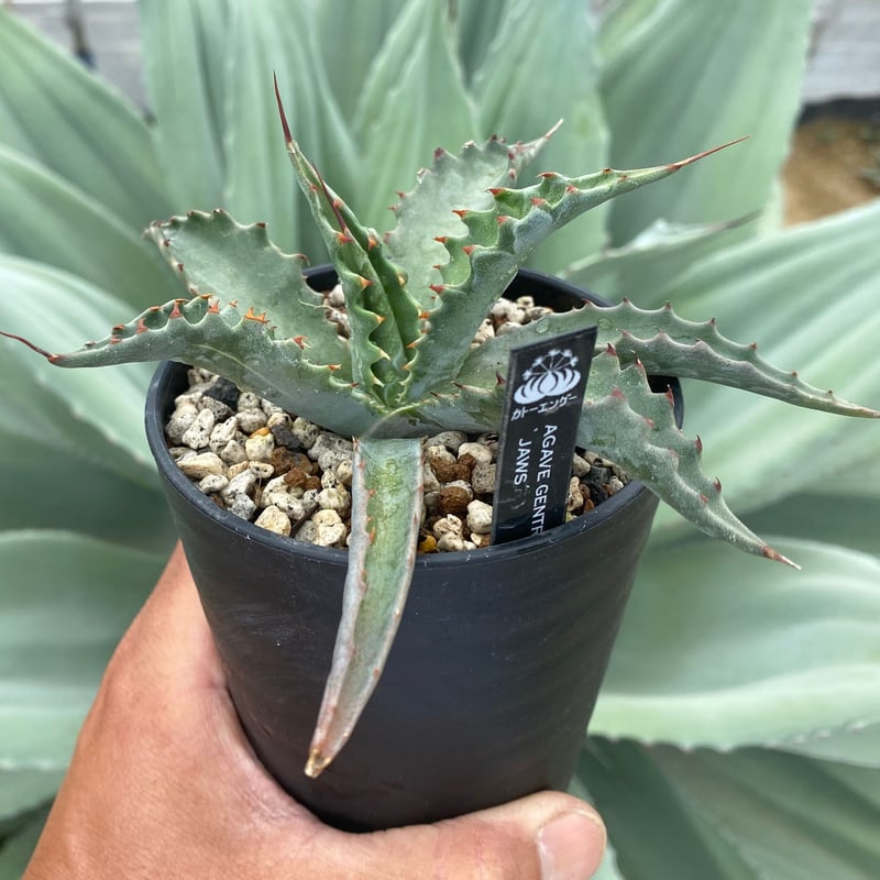 Agave gentryi Jaws アガベ ジェントリー ジョーズ 種子10粒 - 観葉植物