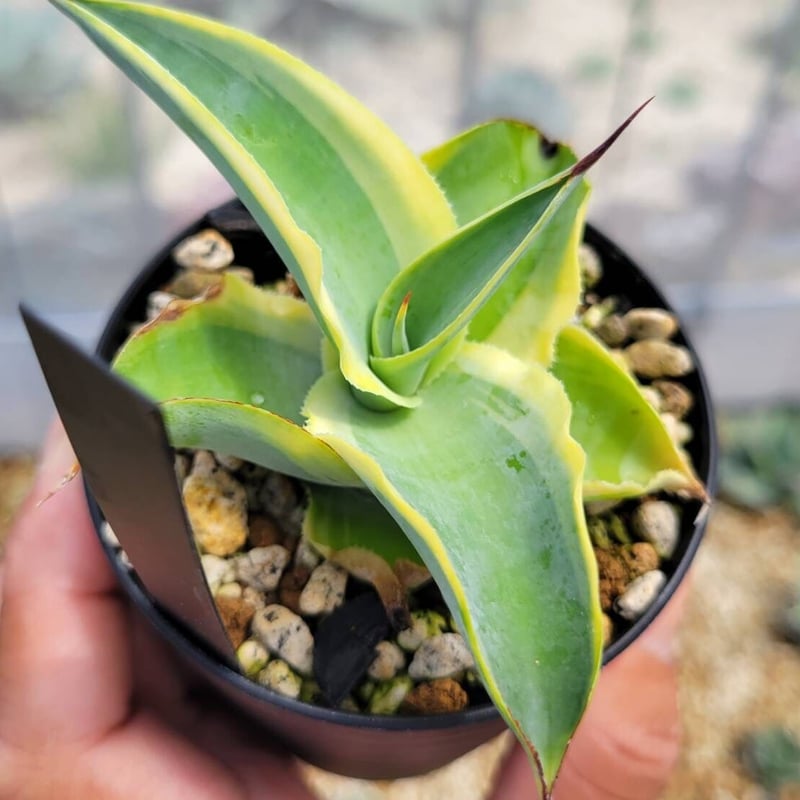 agave vilmoriniana 'stained glass' | カトーエンゲー