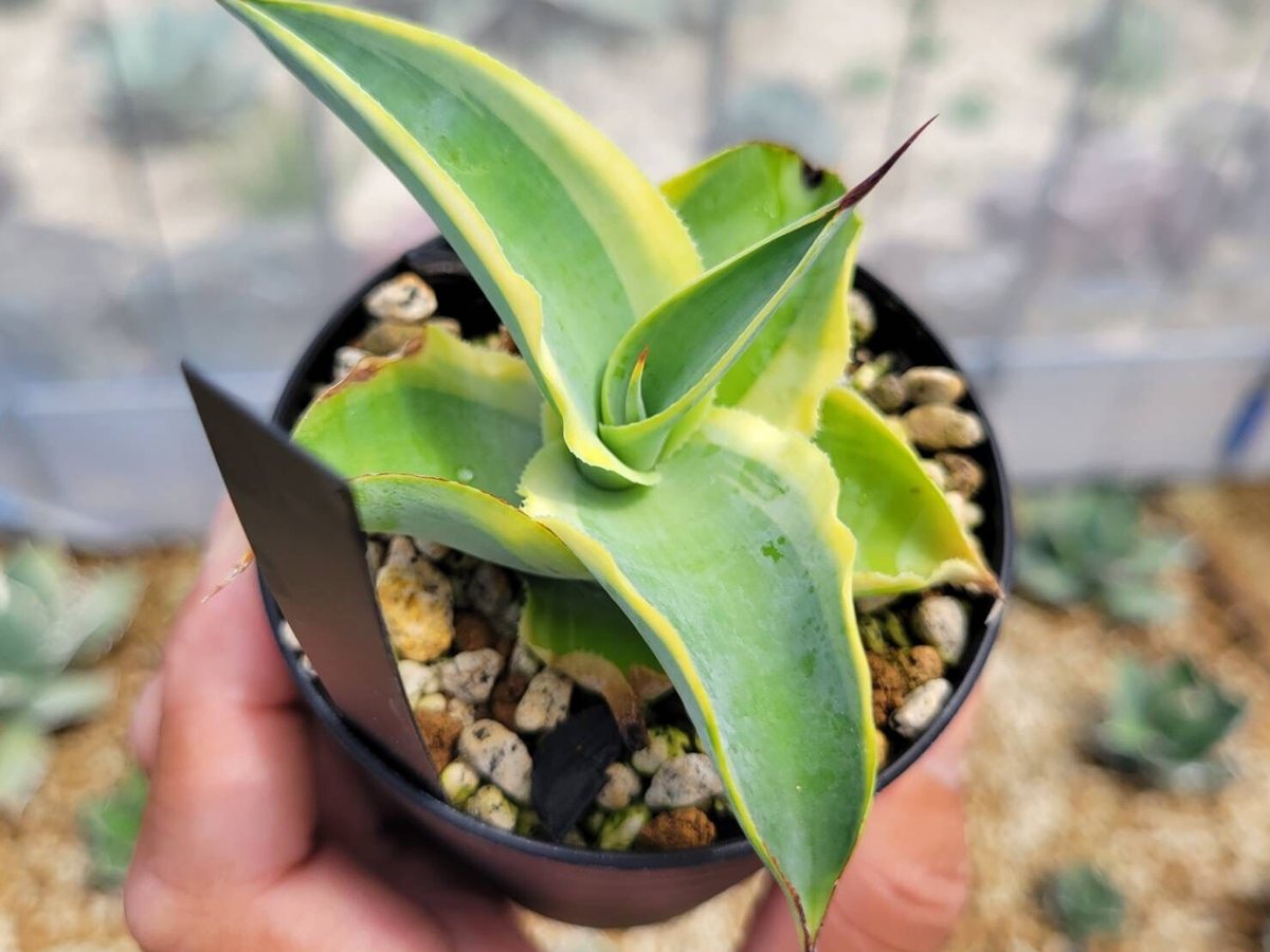 アガベ・ビルモリニアナ　 Agave vilmoriniana 耐寒性有り アガベ・ビルモリニアナ｜Agave vilmoriniana | DESERT INC.